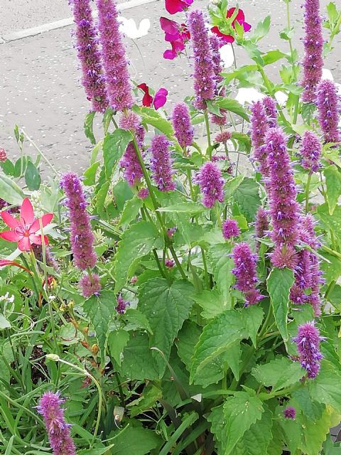 Newport 2021N Agastache