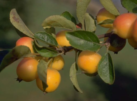 Malus - Crab Apple Malus - Crab Apple
